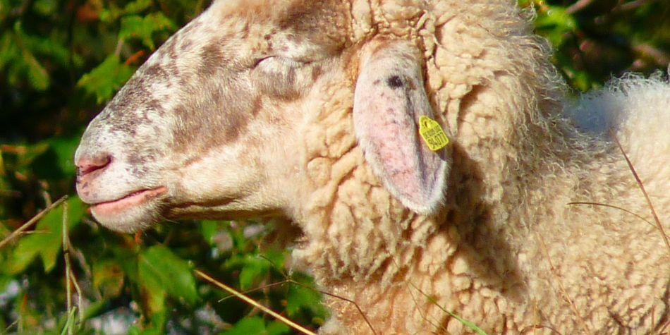 Laine de mouton : l'isolation phonique